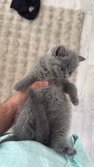 bkh reinrassig kitten kater 