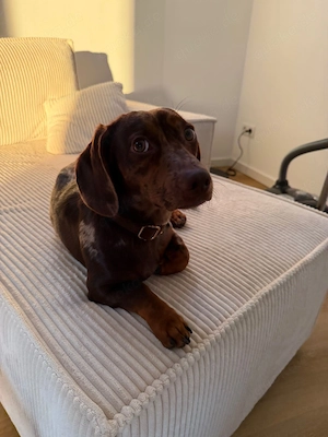 Wunderschöner Zwergdackel Rüde in Merle abzugeben