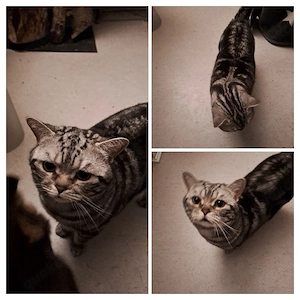 Britisch Kurzhaar Kater