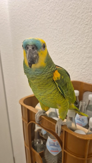 suche partner für meinen papagei 