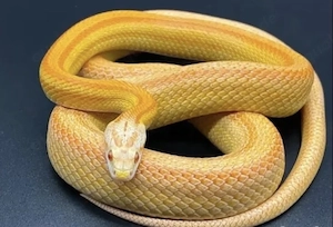 Kornnatter 1.0 Amel Tessera Striped (het Hypo, Anery, Sunkissed) geb. 2018