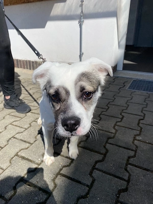 Mischlingsrüde sucht neues Zuhause 