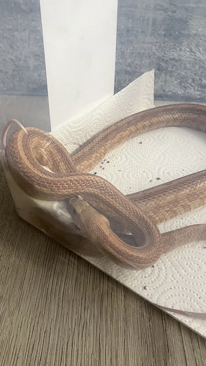 Kornnatter 1.0 Caramel Toffee Tessera (het Amel, Stripe, poss Bloodred Anery Motley) geb. 2018