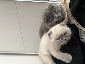 BKH kitten geimpft, entwurmt und liebevoll - bereit für ein neues Zuhause 