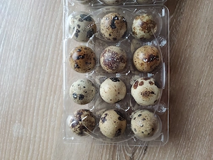 Wachteleier Frische Speiseeier 