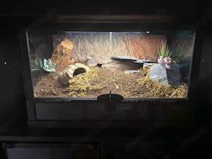 Grammostola pulchripes Jungtier mit Terrarium 