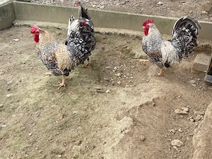 2 Hähne Cream Legbar 2025 