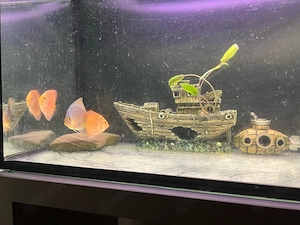 aquarium diskusbecken