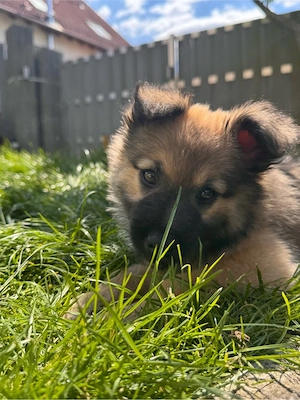 Mali schäferhund mix 
