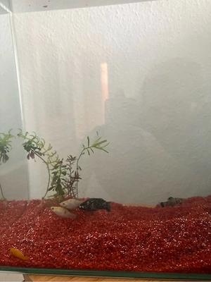 aquarium mit fischen