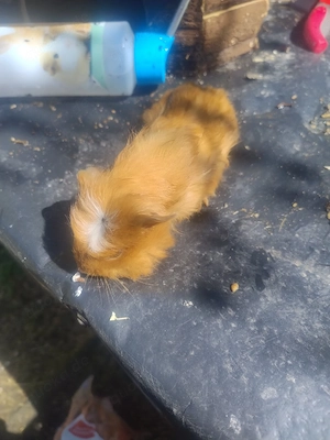 Meerschweinchen männlich 