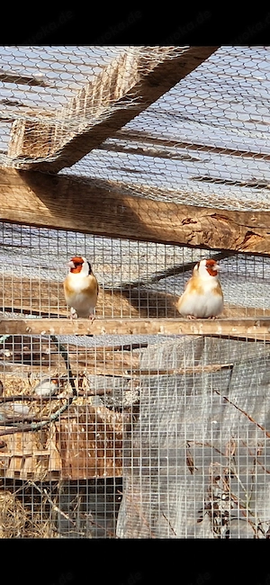 Stieglitz Major und Grünfinken 