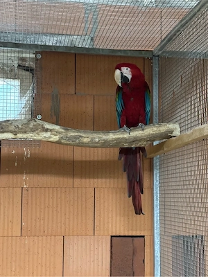 Dunkelroter Ara Hahn zuchtreif