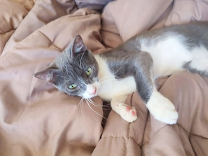 Süße Kätzchen suchen ein schönes Zuhause 