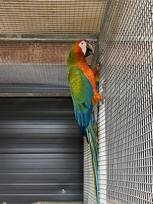 Hybrid Ara Mix 8 Jährig 