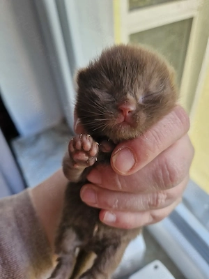 Meine britische Kurzhaarkatze hat am 14.04.2026 5