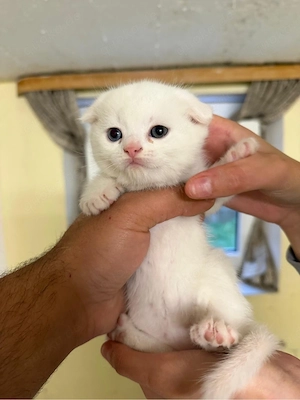 Süßes Katzenbaby sucht ein liebevolles Zuhause
