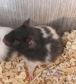 Hamsterbaby abzugeben 