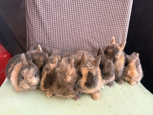 Kleine Zwergkaninchen Babys Löwenköpfchen 
