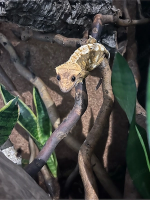 Kronengecko Weibchen Harlekin, Correlophus ciliatus 