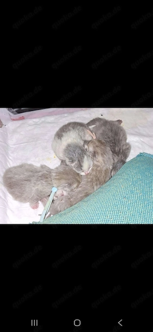 5 kleine BKH-Kitten sind geboren. Abgabebereit ca. zum 20.6.26