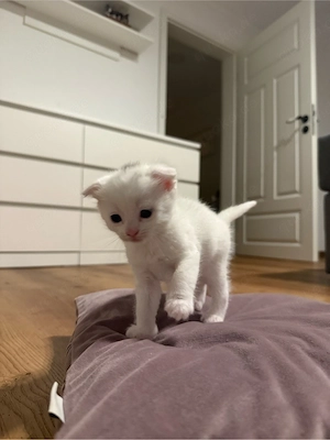 Süßes Katzenbaby sucht ein liebevolles Zuhause   