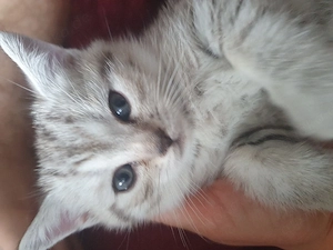 bkh britisch Katzen 