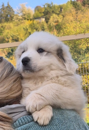 NUR NOCH 4 Pyrenäenberghundwelpen