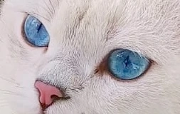 Deckkater (BKH) freut sich auf Damenbesuch