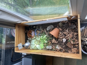 3 Jungtiere Testudo hermanni abzugeben 