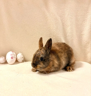 Zwergkaninchen Babys Farbenzwerge Minilop Zwergwidder 