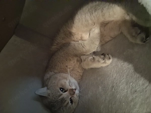 Reinrassiger BKH Kater Bambi 