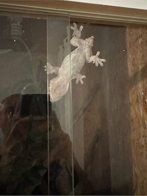 kronengeckos abzugeben