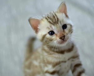 Bengalkätzchen zur Adoption