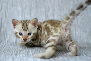 Bengalkätzchen zur Adoption