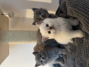 BKH Kitten   Britisch Kurzhaar Kätzchen