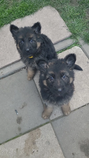 Deutsche Schäferhund Welpen 