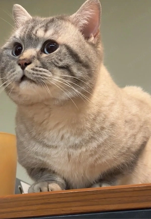 Liebevolle Kater  Britisch Kurzhaar abzugeben