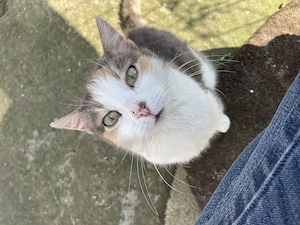 Brigitte - eine zarte Katzenseele benötigt dringend ein liebevolles Zuhause mit Freigang