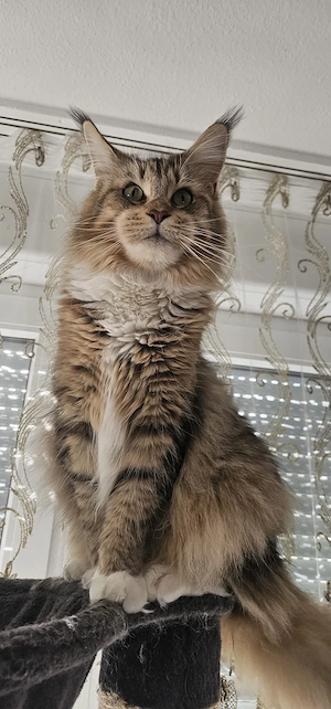 Main coon Katzen