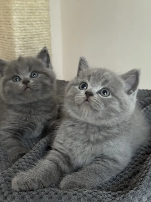 BKH Kitten   Britisch Kurzhaar Kätzchen