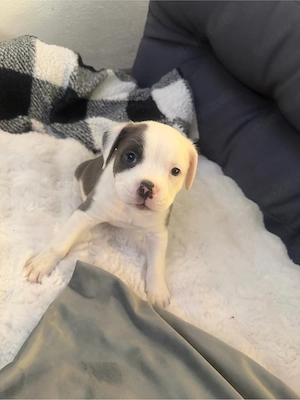 Vier Zucker süße Welpen suchen ein Zuhause für immer