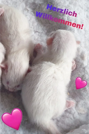 Heilige Birma - Babies sind da!