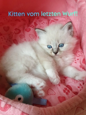 Heilige Birma - zuckersüße Babies!
