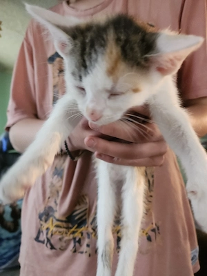 verkaufen 3 Katzen Bild 2