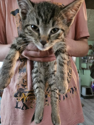 verkaufen 3 Katzen Bild 4