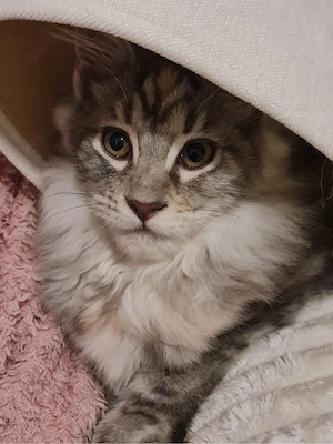    Maine Coon Weibchen Fairy sucht ihr Traumschloss