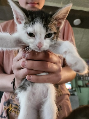 verkaufen 3 Katzen Bild 3