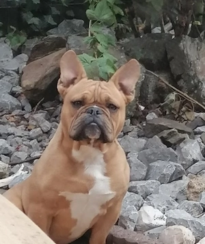Französiche  Old Englische Bulldogge
