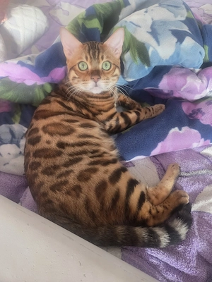 Reinrassiger Bengal Kater